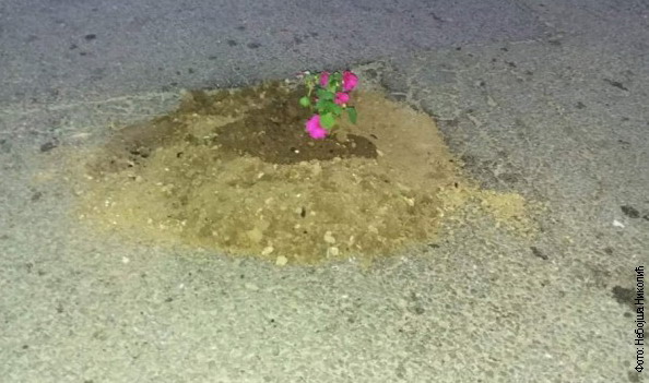Ušće cveće