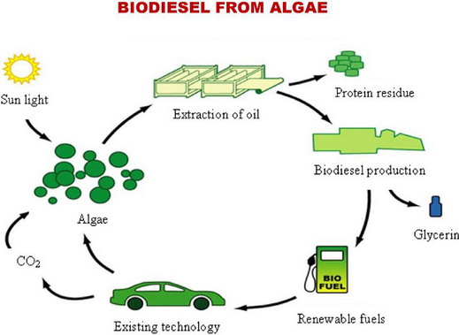 Biogorivo od algi Biogorivo od algi