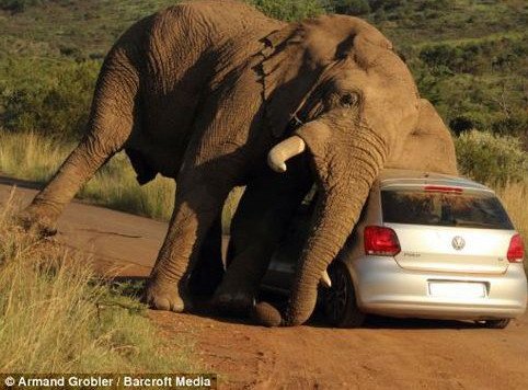 117106-vw polo 1.jpg, 61 KB