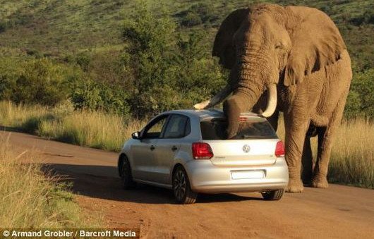 117107-vw polo 11.jpg, 64 KB