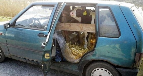 128756-fiat uno.jpg, 56 KB