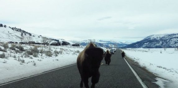 129202-bizon.jpg, 34 KB