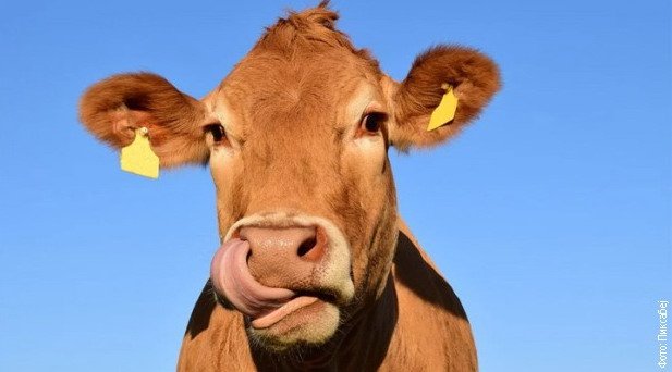 217432-krava.jpg, 41 KB