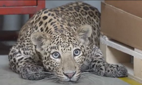 223511-leopard.jpg, 53 KB