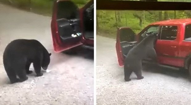 225786-medo.jpg, 43 KB