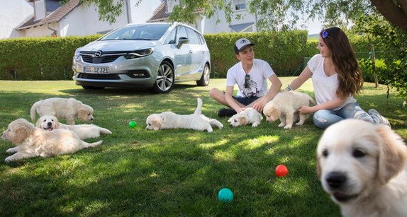 Psi i Opel_1.jpg, 77 KB