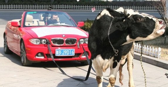 bmw krava.jpg, 57 KB