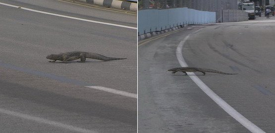 f1 komodo.jpg, 32 KB