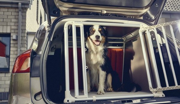 ford dog 11.jpg, 69 KB