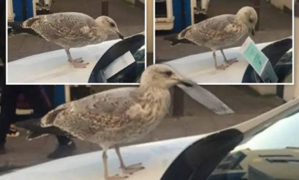 kazna ptica.jpg, 46 KB