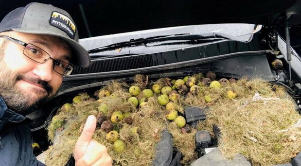 kia veverica.jpg, 81 KB