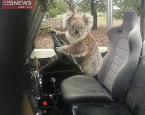 koala 1.jpg, 41 KB