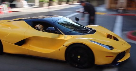 laferrari dog.jpg, 39 KB
