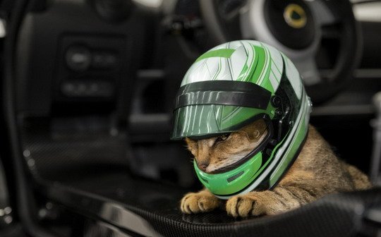 lotus m 11.jpg, 39 KB