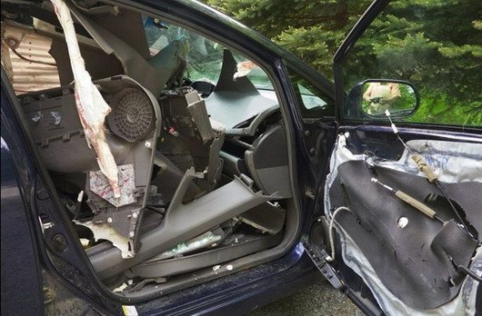 medved 11.jpg, 69 KB