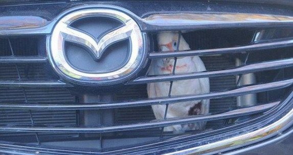 papagaj-slepi-putnik-u-mazdi.jpg, 56 KB