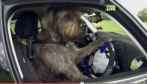 psi vozaci.jpg, 38 KB