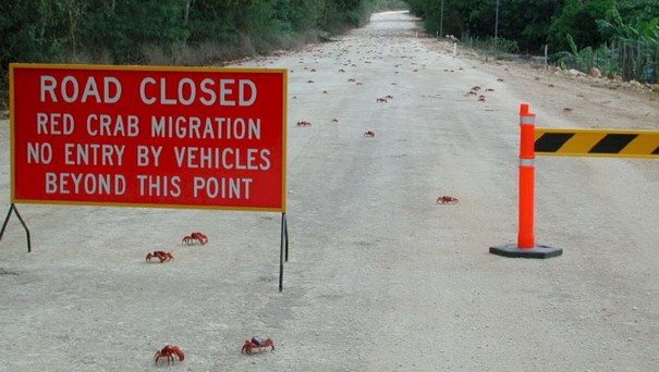 rakovi 11.jpg, 66 KB