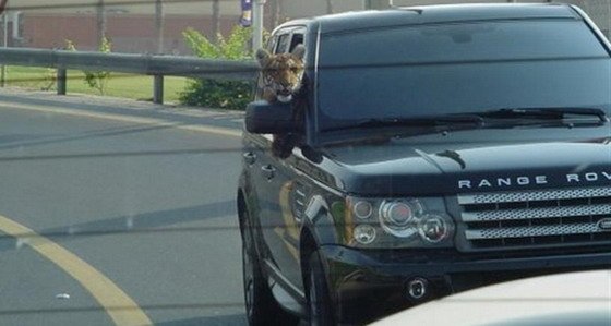 range rover tiger.jpg, 40 KB