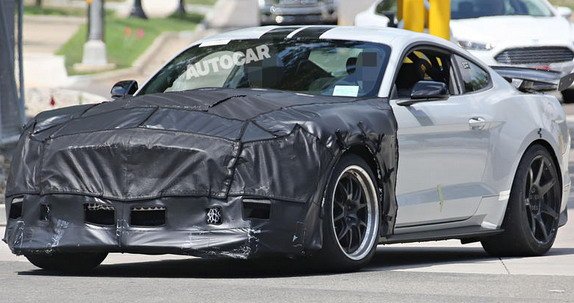 shelby m.jpg, 71 KB