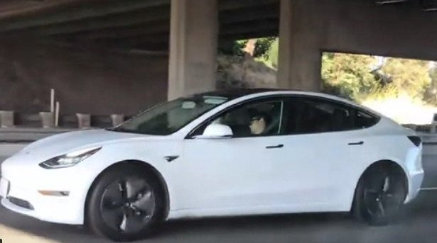 tesla spavanje.jpg, 38 KB