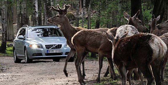 volvo zivotinje.jpg, 76 KB