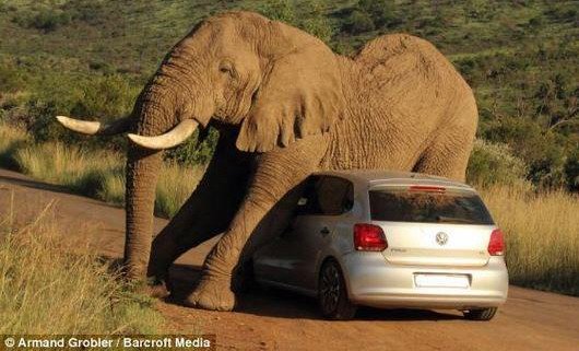 vw polo 111.jpg, 62 KB