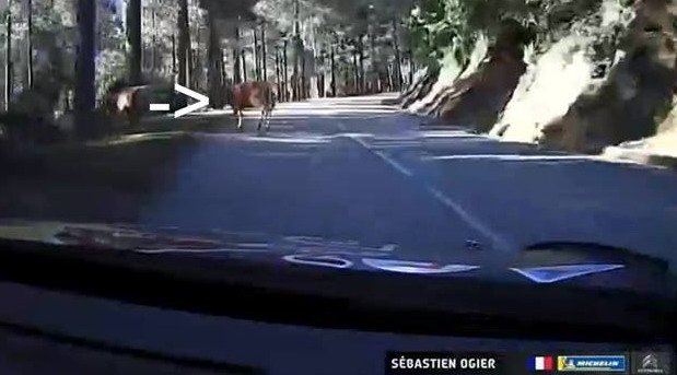 wrc krava.jpg, 51 KB